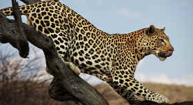 Südafrika Familienreise Leopard