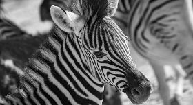 Südafrika Familienreise Zebra