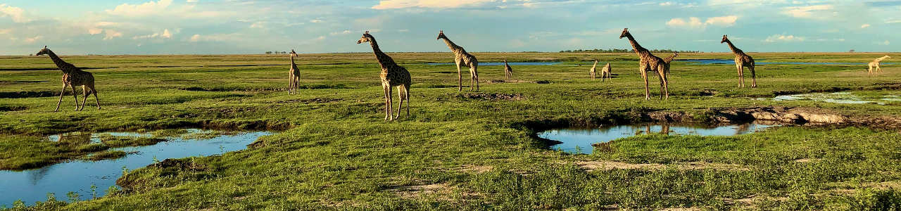 Chobe Nationalpark Botswana
