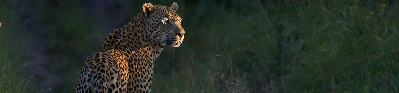 Südafrika Botswana Safari